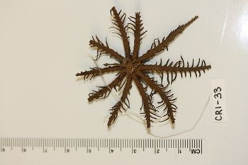 Media type: image;   Invertebrate Zoology CRI-33 Description: Preserved specimen.;